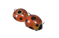 文件:Great Ladybug Launcher.png